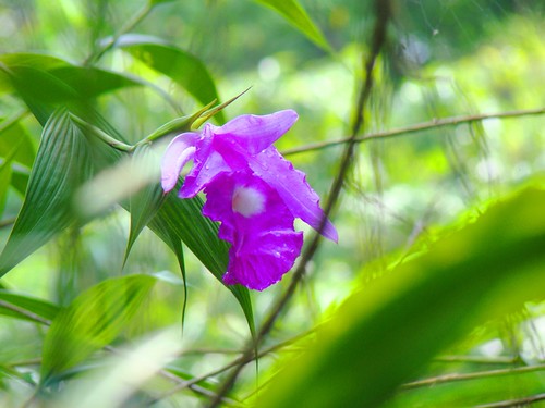 Orquídea de Monte Perla (3)