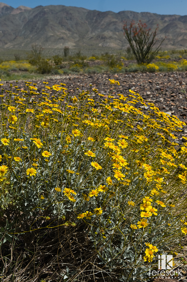 Desert Blooms, Arizona and California desert along Highway 10, Teresa K photography