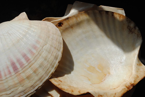 seashell bowls