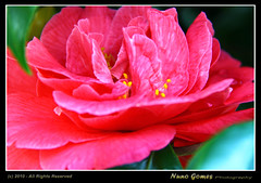 Flor Vermelha - Red Flower 01