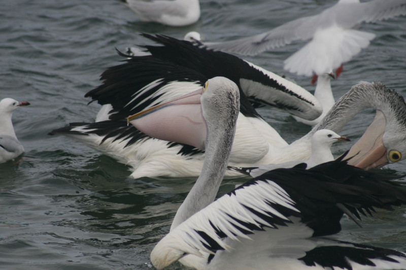 Pelicans on the lake