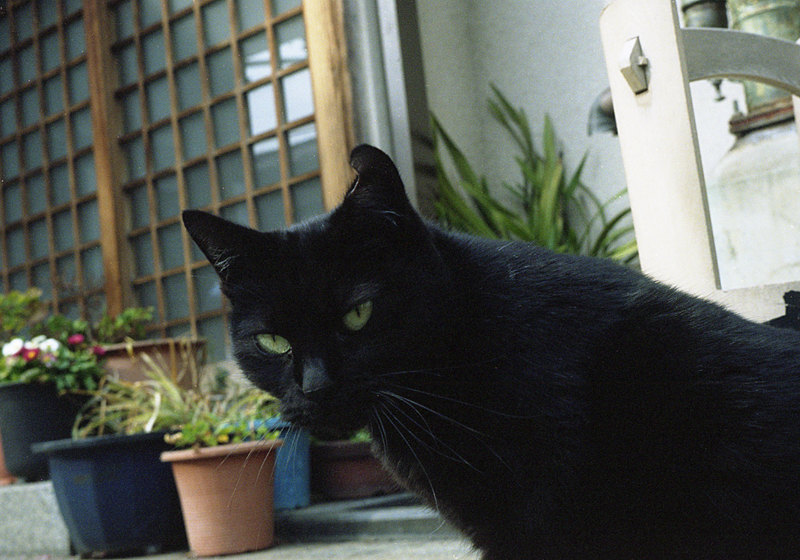 お寺の黒猫