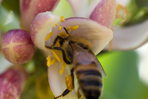 Bees_05042010_034