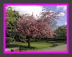 blossom out in Ward End Park Birmingham