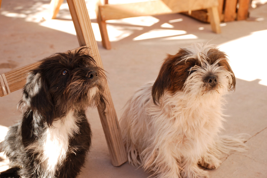 Two puppies in Humahuaca