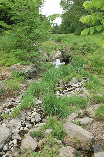 Arnold Arboretum, 18 May 2010: Bussey Brook view towards the footbridge