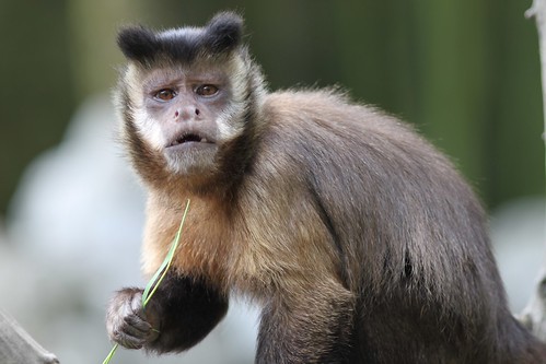 funny pictures of monkeys. Capuchin Monkey