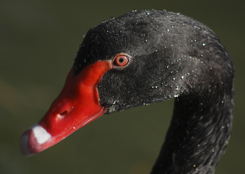 A Black swans beady eye