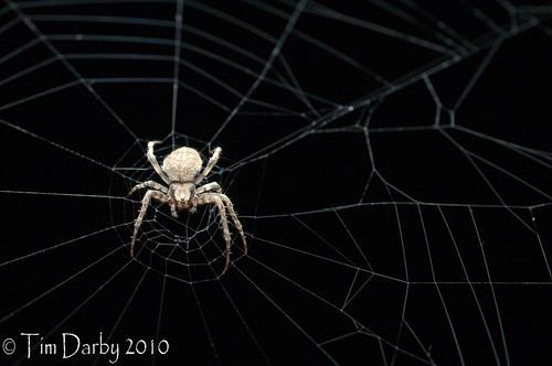 2010-05-22 - Spider-14