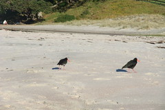 birds on beach