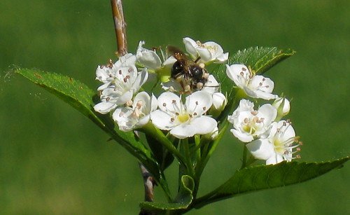 Bee on Hawthorne tree flower