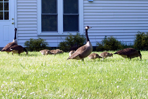 Geese_52710