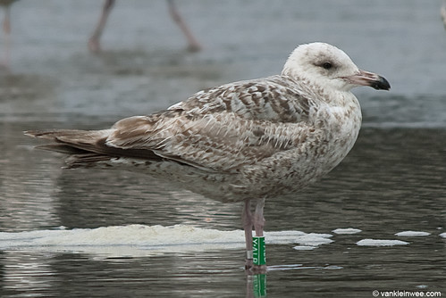European Herring Gull, 2cy, G[Y.ALB]