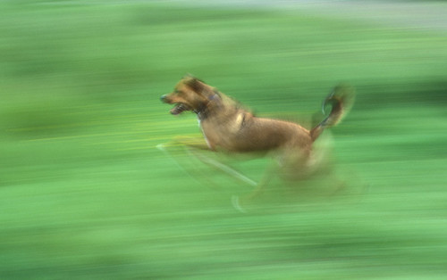 bruno blurry running