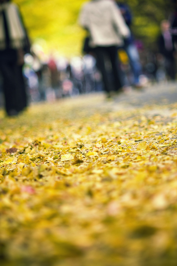 yellow leaves on a path