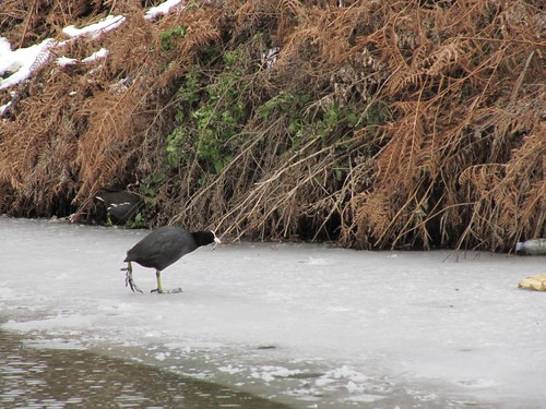 Bird on icy canal 4421