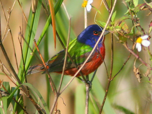 Male Painted Bunting 20100217