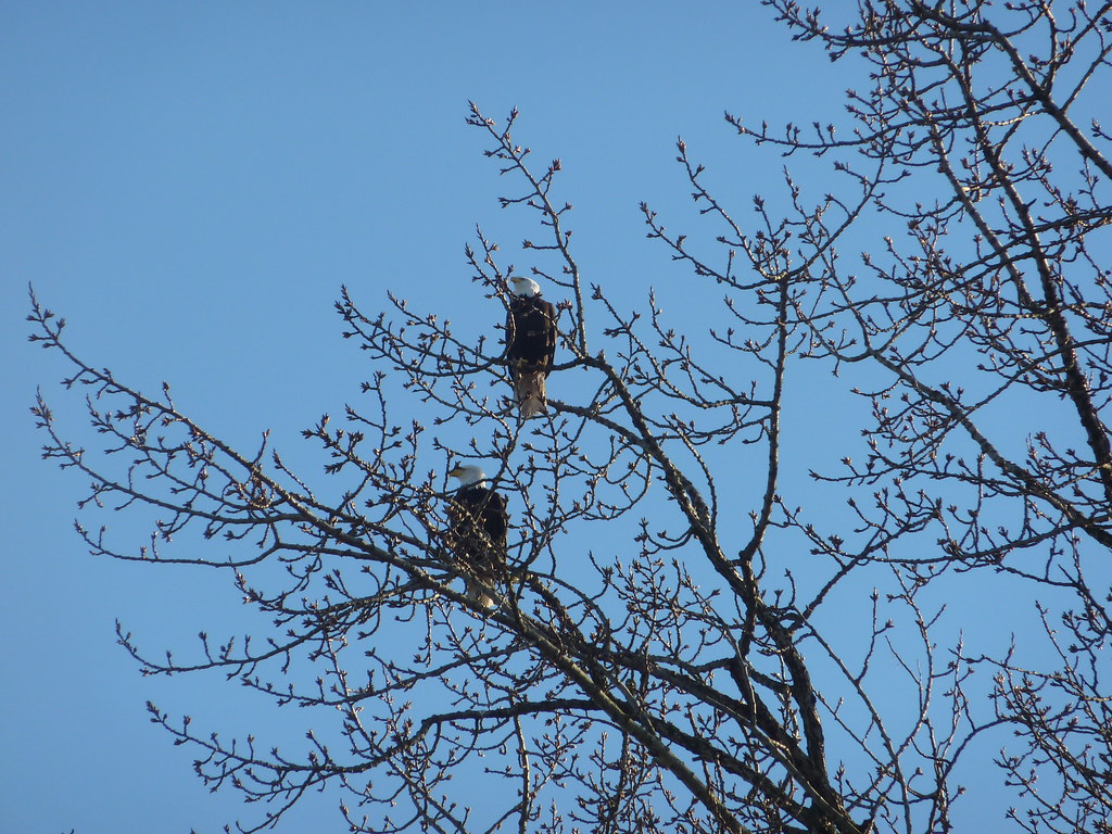 Eagles in Vanier Park