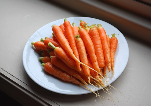 March carrot harvest