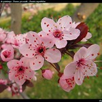 Fleurs de printemps : Prunus pissardii - Prunier myrobolan - Myrobalan plum
