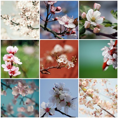 [Things I ♥ Thursday]  Flowering tree blossoms