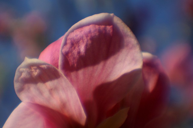 spring (pink)
