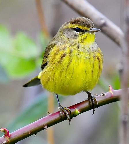 Palm Warbler (Yellow -Eastern form) - Peachtree City CBC. Dec '09