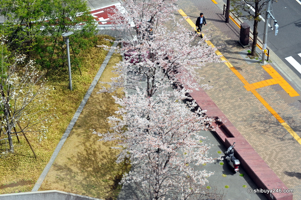 It was quite windy today, but the sunshine was out. The Sakura trees were blooming and people were enjoying bento lunches in the park.