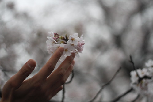 Touching a cherry blossom flower