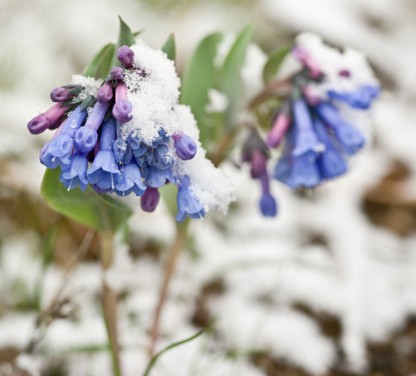 Spring wildflowers in an April snow