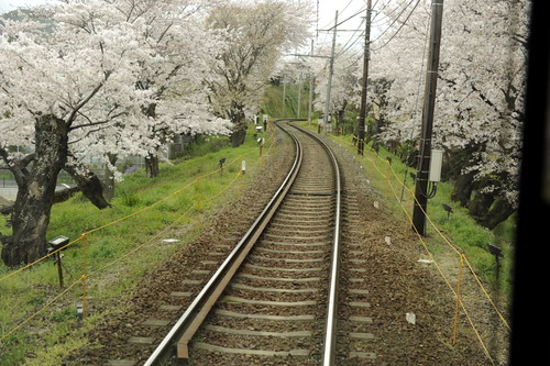 櫻鐵道