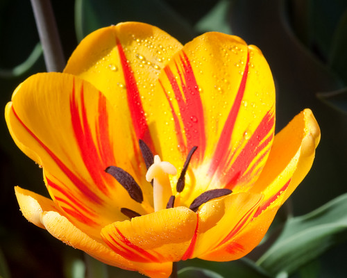 Yellow Tulip 10 (by Silver Image)