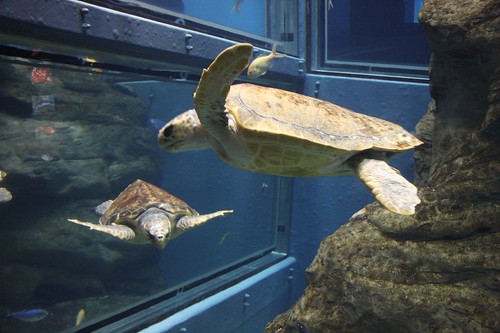 Sea turtle ウミガメ