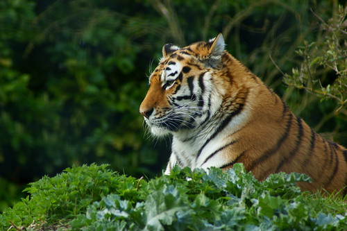 Siberian Tiger ( Linton Zoo )