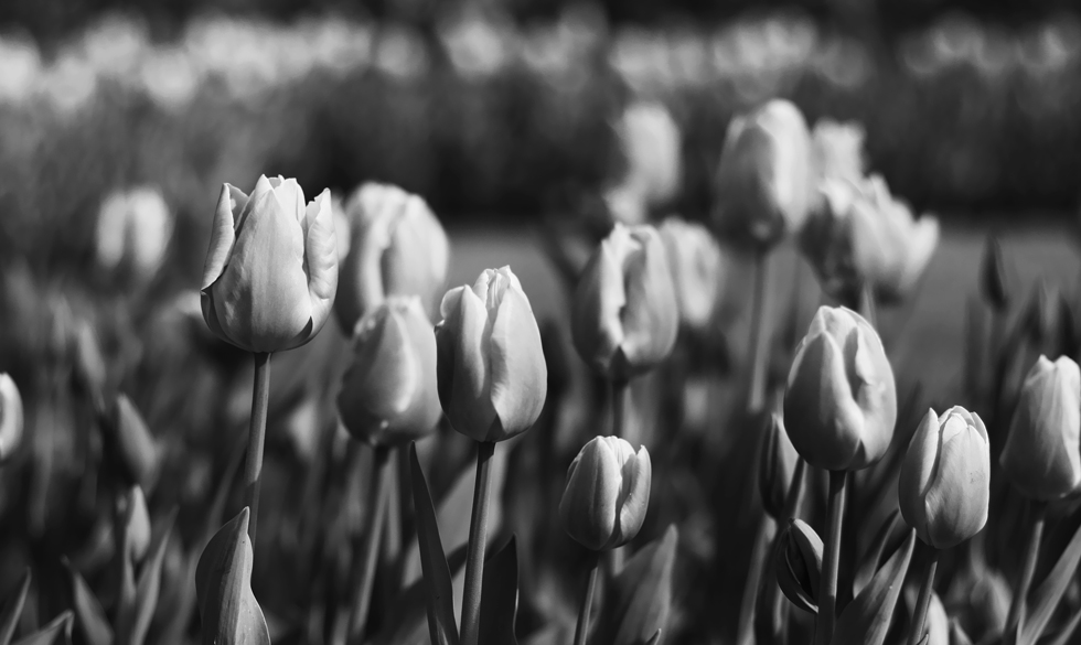 tulip_5blog