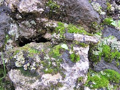 muschio con lichene nero crostoso