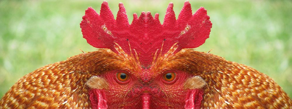 mark's rooster