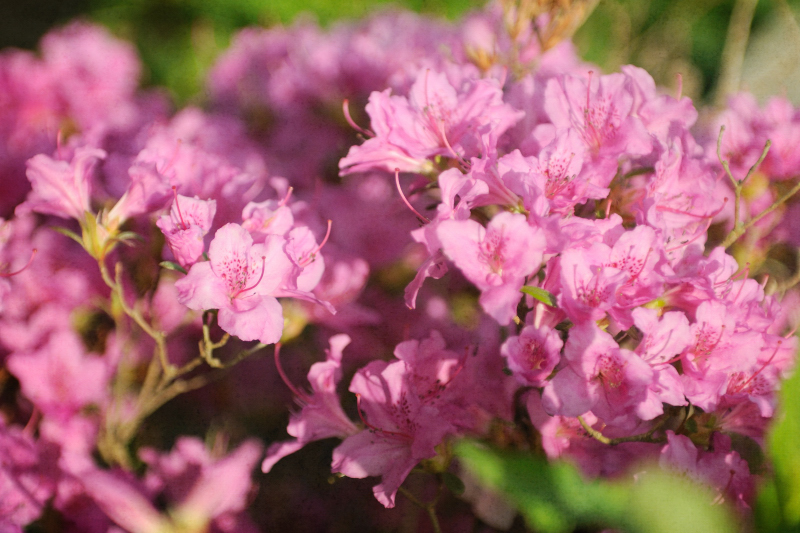 Soft Blooms of Pink
