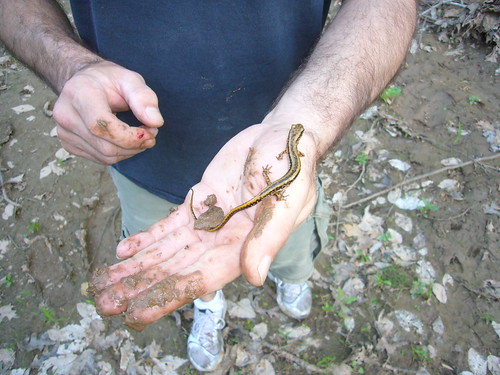 hybrid Eurycea salamander