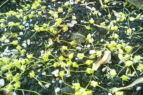 Little green carrot shoots surrounded by tree seeds.