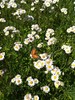 A butterfly on an aster.