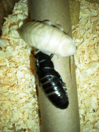Max the Madagascar Roach