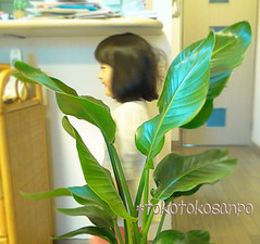 4歳児　無印観葉植物「アウトレット・オーガスタ」が家族に。