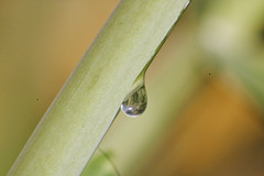 Hillsborough Park Flora (Droplet) by 33L