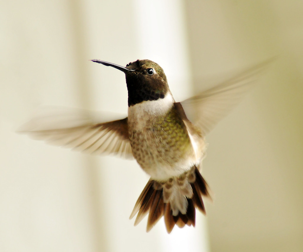 black chinned hummingbird male may 2