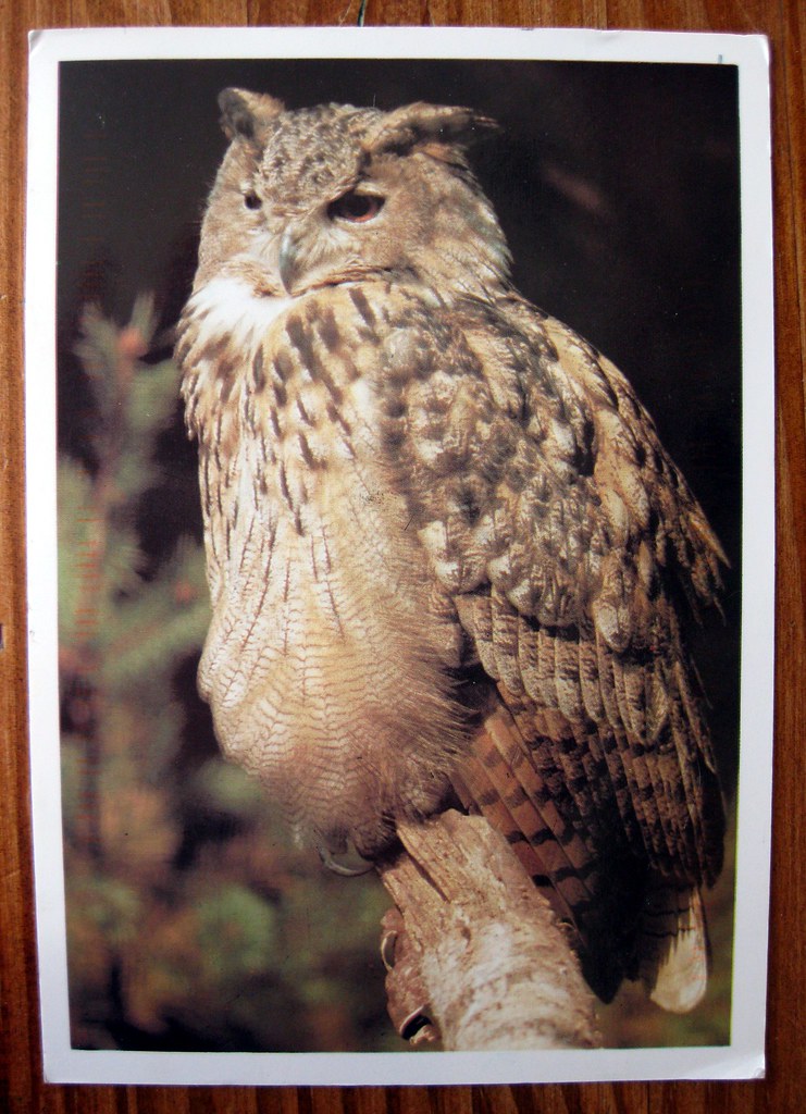 Owl postcard from the Philippines