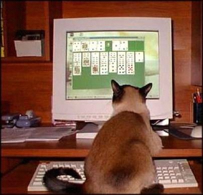 cat-playing-solitaire