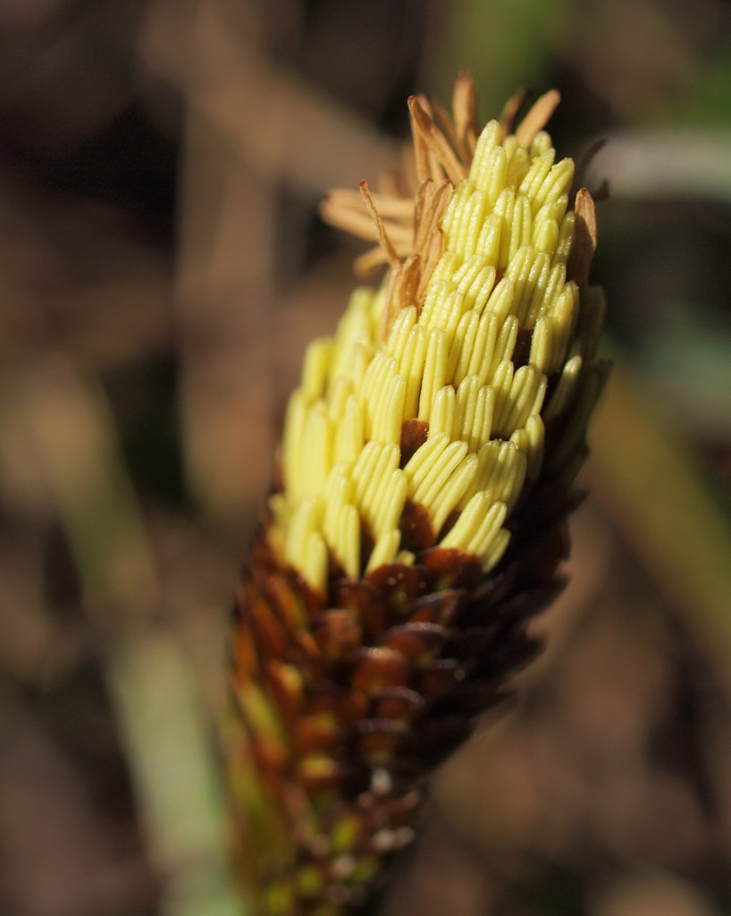 Carex caryophyllea (48°07' N 16°15' E)