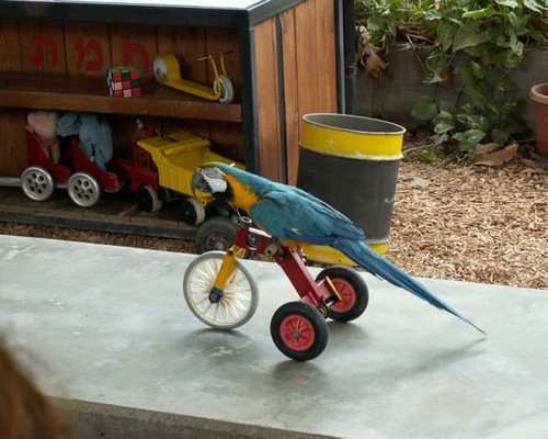 Parrot-riding-bike-pictures-birds-wallpapers