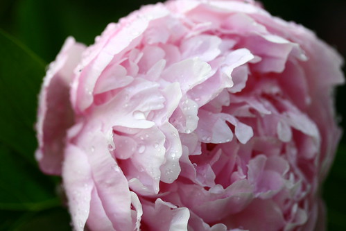 pink peony after the rain